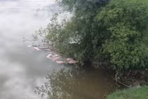 Hàng chục xác lợn đang trong quá trình phân hủy trôi trên sông