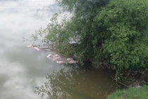 Hàng chục xác lợn đang trong quá trình phân hủy trôi trên sông