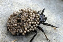 Loạt côn trùng kỳ lạ nhất hành tinh