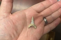 Lộ diện "sát thủ số 1 đại dương" 65 triệu năm trước