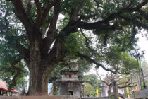 Ngắm 4 cây cổ thụ hàng trăm tuổi ở chùa Phổ Minh