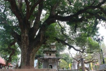 Ngắm 4 cây cổ thụ hàng trăm tuổi ở chùa Phổ Minh
