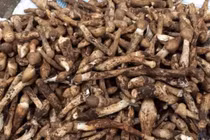 Loại nấm cực đắt đỏ, chỉ xuất hiện vào mùa mưa 