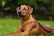 Loài chó hung dữ bậc nhất thế giới, săn được cả sư tử