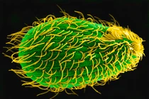 Sinh vật kỳ dị có tới 7 giới tính