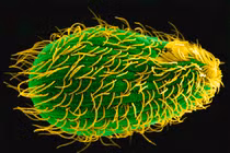 Sinh vật kỳ dị có tới 7 giới tính