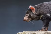 Tiếng kêu gây ám ảnh của loài thú sát thủ "hồi sinh" sau 3.000 năm