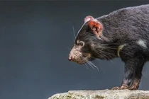 Tiếng kêu gây ám ảnh của loài thú sát thủ "hồi sinh" sau 3.000 năm