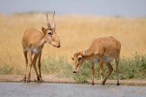 Loài linh dương có vòi duy nhất trên thế giới