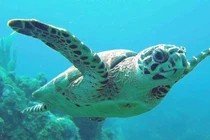 Top 8 loài động vật quý hiếm đối mặt nguy cơ tuyệt chủng