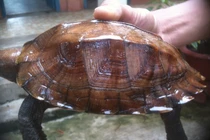 Cá thể rùa Sa Nhân quý hiếm vừa được thả về tự nhiên