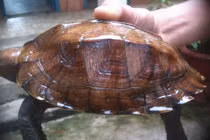 Cá thể rùa Sa Nhân quý hiếm vừa được thả về tự nhiên