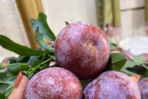 Mận đầu mùa giá cao tới 300.000 đồng/kg, khách không tiếc tiền mua