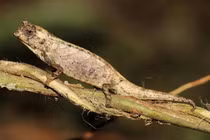 Kỳ lạ loài thằn lằn nhỏ bằng móng tay