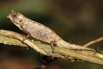 Kỳ lạ loài thằn lằn nhỏ bằng móng tay