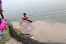 Giăng lưới bắt cá, ai ngờ đụng trúng "quái vật" dài hơn 2 mét