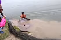Giăng lưới bắt cá, ai ngờ đụng trúng "quái vật" dài hơn 2 mét
