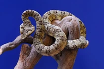 Sinh vật cực độc chỉ xuất hiện ở Việt Nam