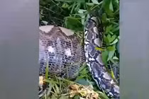 Tưởng khúc cây lạ, lại gần tá hỏa “quái thú” khổng lồ dài gần 4 mét