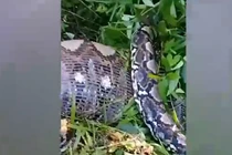 Tưởng khúc cây lạ, lại gần tá hỏa “quái thú” khổng lồ dài gần 4 mét