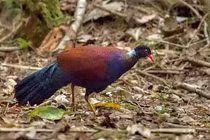 Sinh vật tuyệt tích 140 năm bất ngờ tái sinh kỳ diệu 