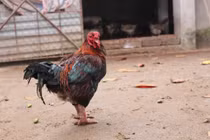 Loại gà đặc sản ít người biết nhưng “cháy” hàng dịp Tết