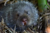 Loài thú gặm nhấm hoang dã thú vị của Việt Nam