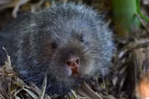 Loài thú gặm nhấm hoang dã thú vị của Việt Nam