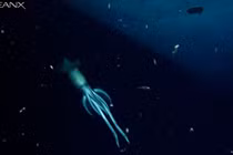 8 loài quái vật biển sâu cực "dị"