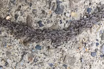 Loài "sâu rắn" kỳ lạ khiến giới khoa học bối rối suốt gần 20 năm 