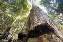 Ngắm cây sao cát ngàn năm tuổi ở Kon Tum 