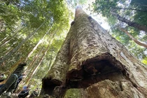 Ngắm cây sao cát ngàn năm tuổi ở Kon Tum 