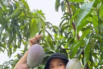 Khu vườn 10.000m2 ngập tràn hoa thơm trái ngọt của Mỹ Lệ 