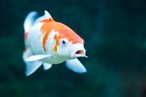 Top 9 loài cá đắt đỏ nhất thế giới