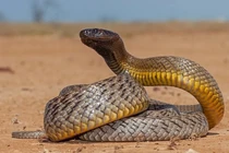 Loài rắn độc nhất hành tinh, đoạt mạng người trong tích tắc