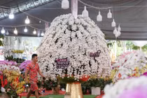 Chiêm ngưỡng chậu lan hồ điệp khổng lồ, giá gần 2 tỷ đồng