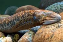 Loài cá "xấu xí", giá lên đến 400.000 đồng/kg vẫn được nhiều người săn lùng