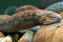 Loài cá "xấu xí", giá lên đến 400.000 đồng/kg vẫn được nhiều người săn lùng