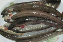 Loại cá xưa "rẻ như cho", nay thành đặc sản giá đến nửa triệu/kg 