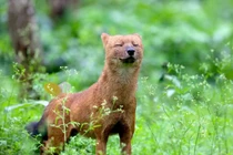 Loài chó hoang dã với tiếng huýt sáo lạ kỳ, săn mồi "nhanh như chớp"