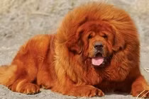 Loài chó đắt đỏ có "1-0-2" trên thế giới, nhiều đại gia săn lùng