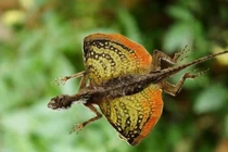 Loạt động vật kỳ dị tại Việt Nam