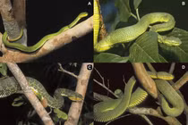 Loài rắn lục độc nhất vô nhị, vẻ đẹp hiếm có khó tìm