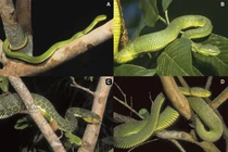 Loài rắn lục độc nhất vô nhị, vẻ đẹp hiếm có khó tìm