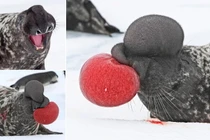 Loài hải cẩu kỳ lạ bậc nhất hành tinh, có mũi khác thường