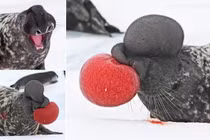 Loài hải cẩu kỳ lạ bậc nhất hành tinh, có mũi khác thường