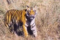 Hổ Java tái xuất thần kỳ sau gần 40 năm tuyệt chủng?