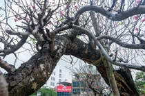 Chiêm ngưỡng cây đào thế đặc biệt, giá thuê tới 100 triệu ở Hà Nội