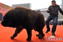 Chó ngao Tây Tạng 100kg, giá 99 tỷ đại gia vẫn xuống tiền mua