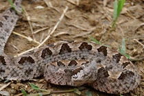 Rắn chàm quạp độc đến mức nào?